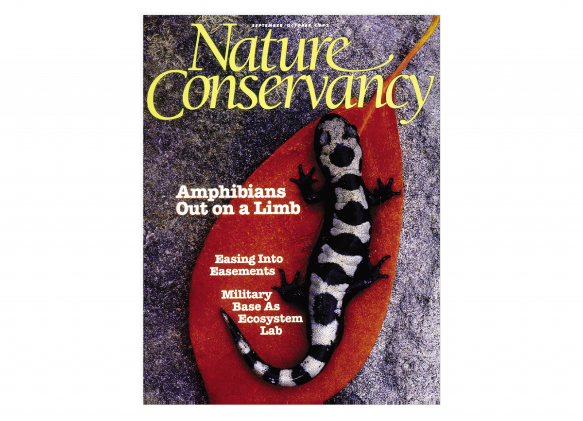 Salamander on a leaf